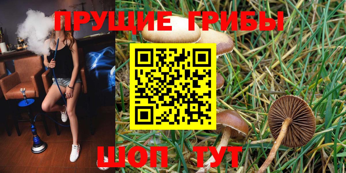 Галлюциногенные грибы Psilocybe Усть-Илимск